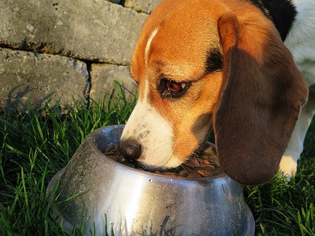 Un complément alimentaire de premier choix pour chien et chat