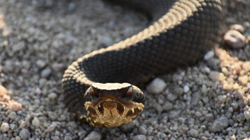 Il y a six choses dans votre maison qui attirent les serpents
