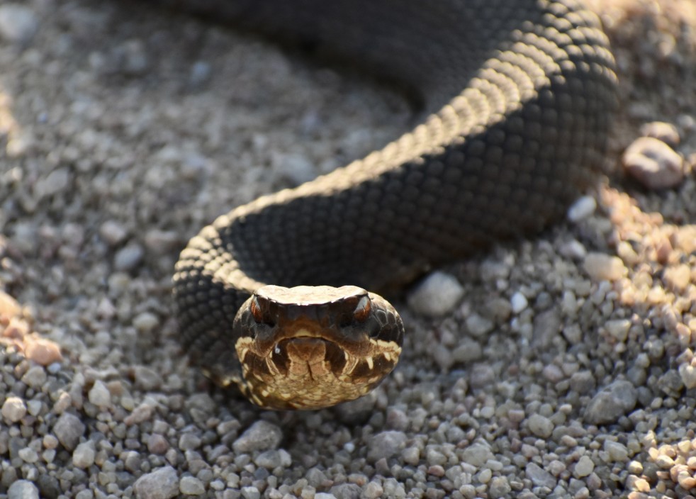 Il y a six choses dans votre maison qui attirent les serpents